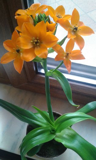 ornithogalum dubium - flori la ghiveci