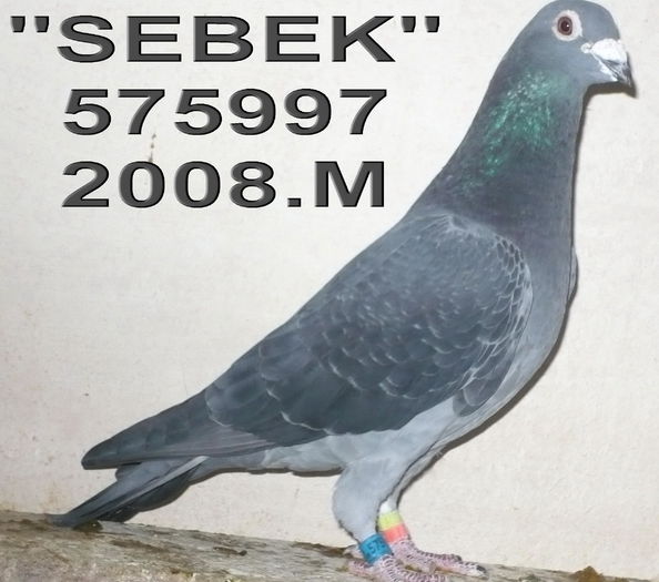 08.575997.M SEBEK