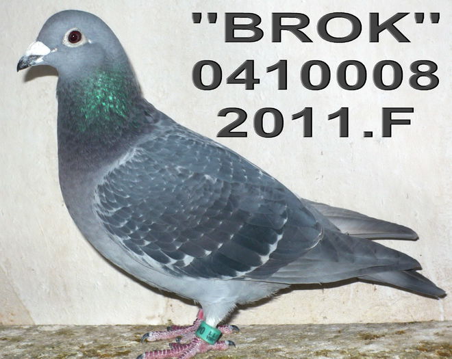 2011.0410008..F Brokamp - 1-Matca-2015