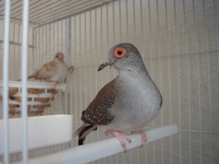 mama si puiul nr 1 de turturea....