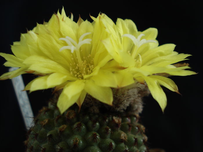 DSC08761 - Cactusi 2011
