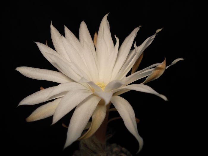 DSC08784 - Cactusi 2011