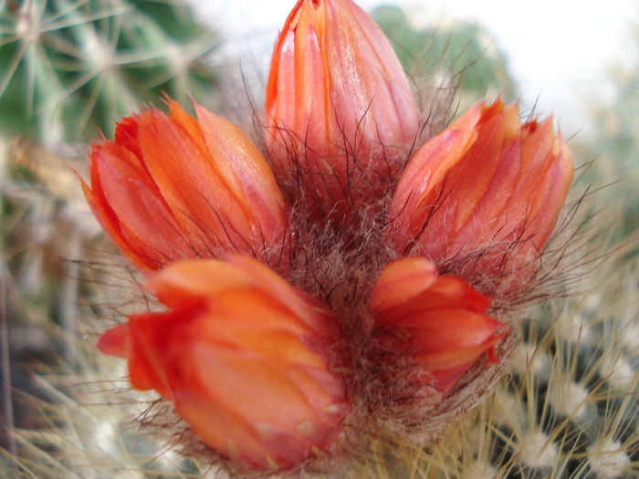 DSC09883 - Cactusi 2011