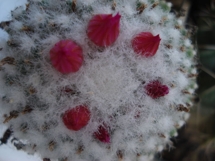 DSC09886 - Cactusi 2011