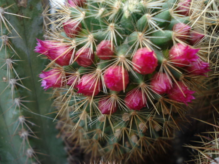 DSC09888 - Cactusi 2011