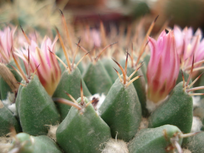 DSC09894 - Cactusi 2011