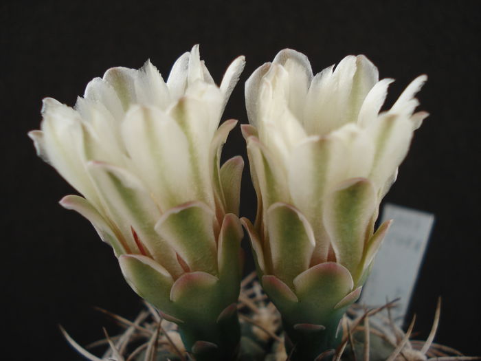 DSC09904 - Cactusi 2011