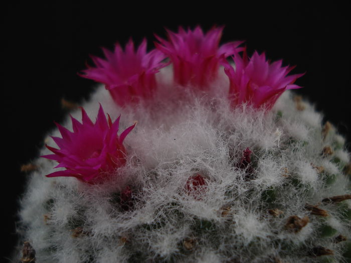 DSC09913 - Cactusi 2011