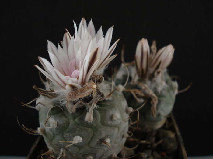 DSC09916 - Cactusi 2011