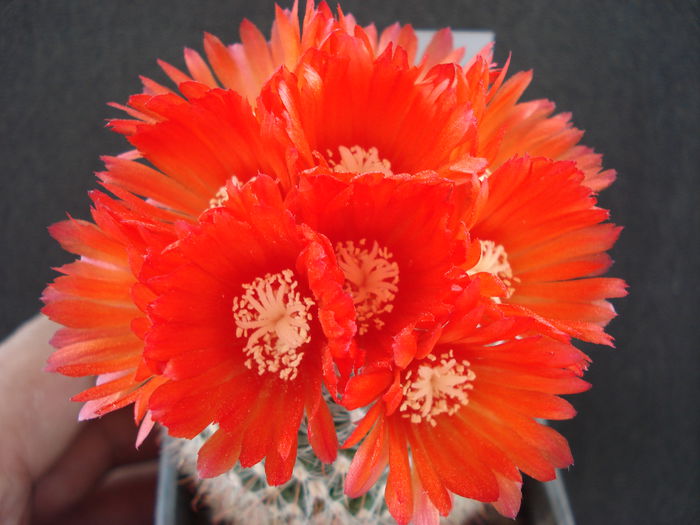 DSC09922 - Cactusi 2011