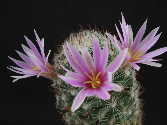 DSC09936 - Cactusi 2011