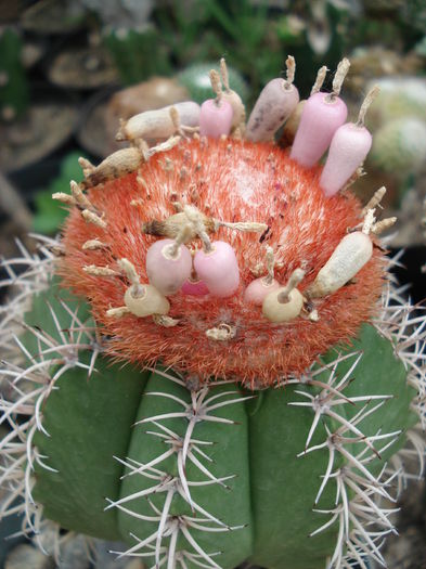 DSC08383 - Cactusi 2011