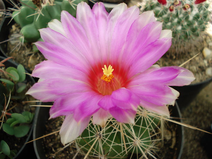 DSC08402 - Cactusi 2011
