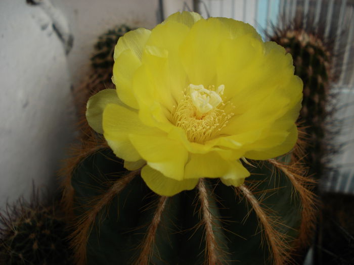 DSC08416 - Cactusi 2011