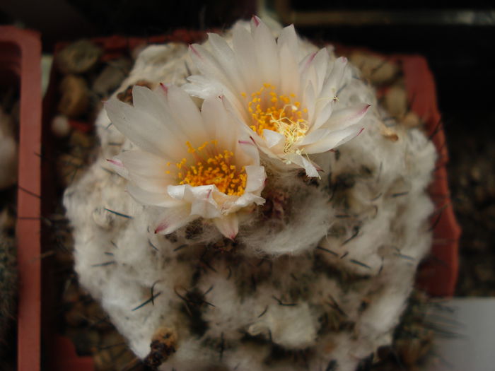 DSC08463 - Cactusi 2011