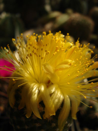 DSC08485 - Cactusi 2011