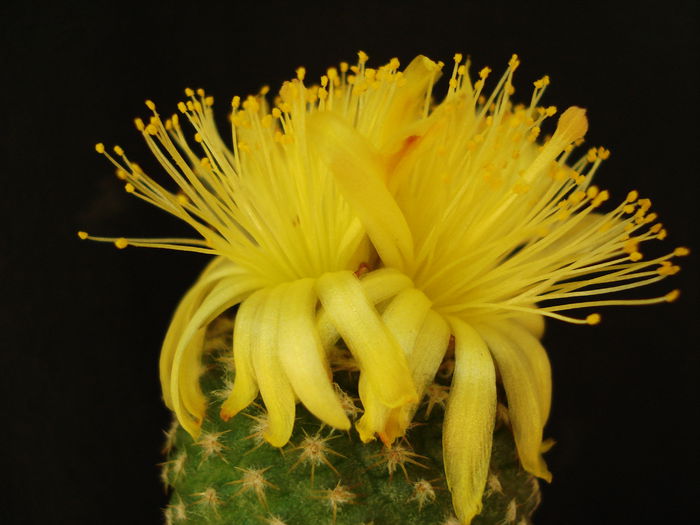 DSC08499 - Cactusi 2011