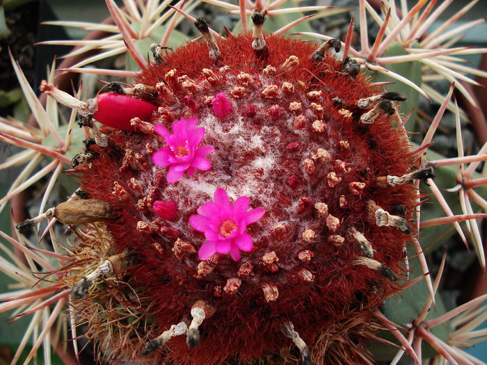 DSC08572 - Cactusi 2011