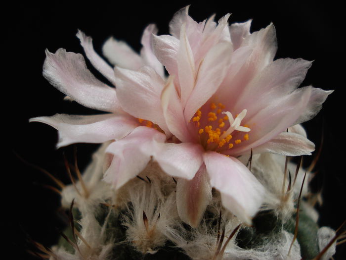 DSC08619 - Cactusi 2011