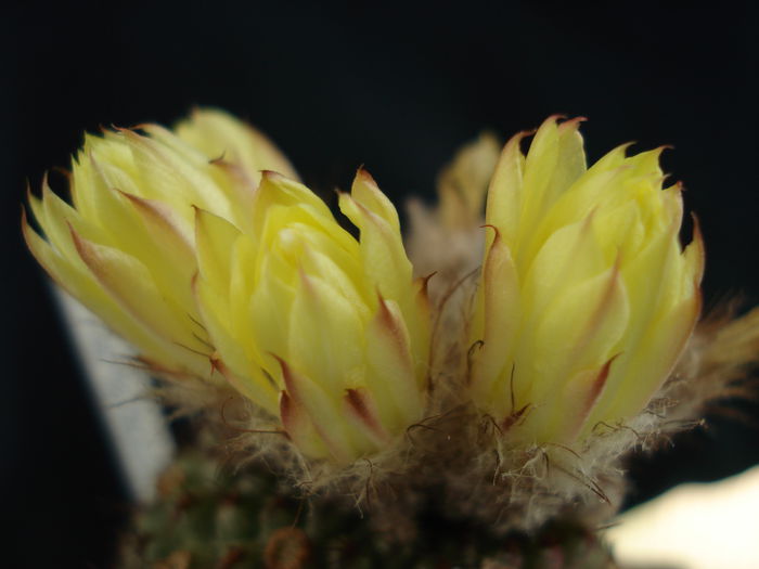 DSC08740 - Cactusi 2011