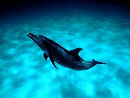 Poze Delfini_ Poze cu Animale_ Imagini Delfini_ Delfinul Singur[1] - poze cu pesti