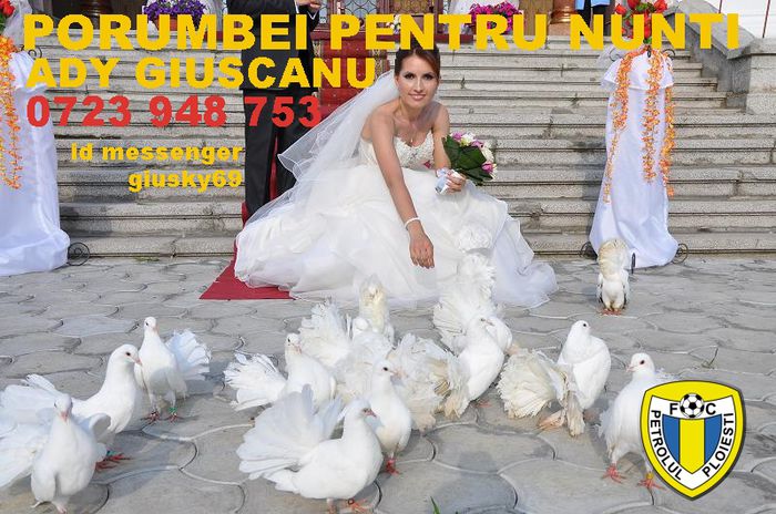 Porumbei albi pentru nunta..!