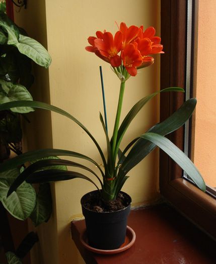 flori noi (1) - b 2015 - in interior