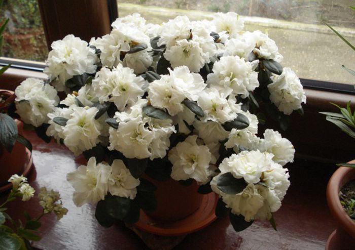 inflorirea continua (2) - b 2015 - in interior