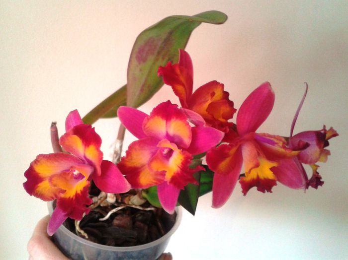 10 Slc. Hawaiian Splash Lea - Cattleya