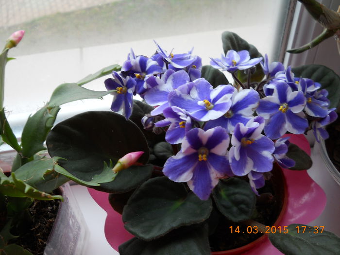 027 - PRIMAVARA  2015  IN SUFLET SI IN GLASTRA