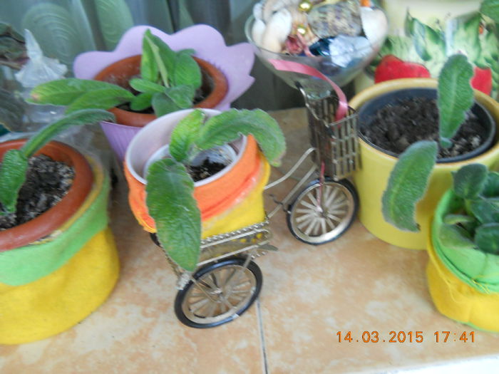 042 - PRIMAVARA  2015  IN SUFLET SI IN GLASTRA