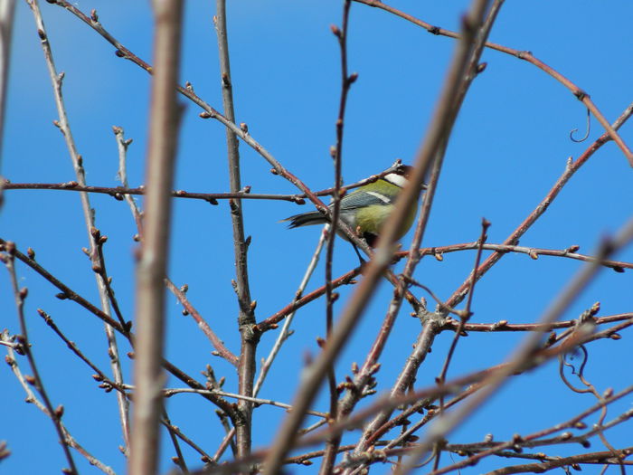 DSCN5956 - PITIGOII_3