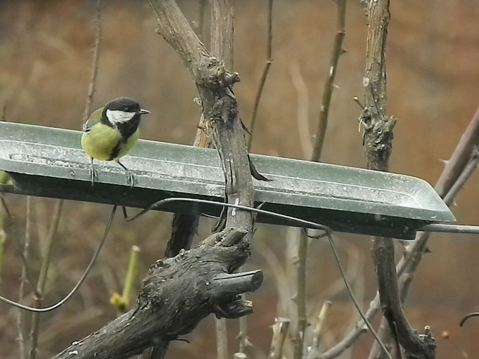 DSCN6159 - PITIGOII_3