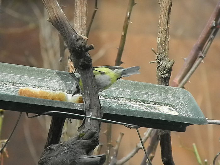 DSCN9191 - PITIGOII_3