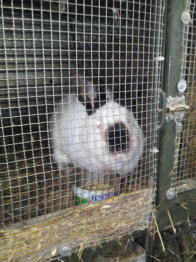  - ADAPOST - CALIFORNIAN