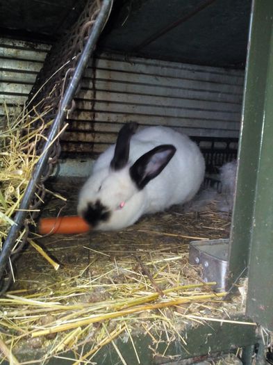  - ADAPOST - CALIFORNIAN