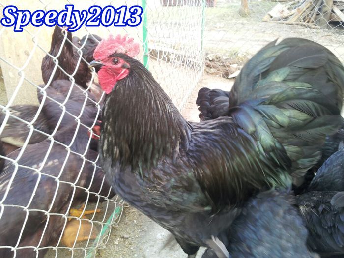 20150314_Australorp negru - Gaini Australorp Negru 2014