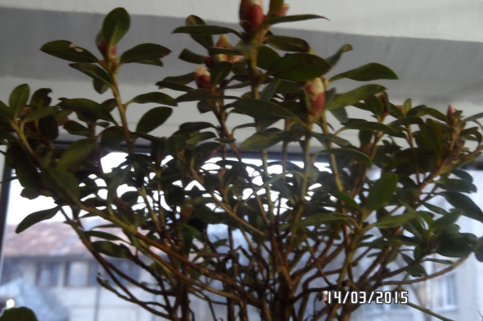 SAM_3379 - Rododendron Moerheim decedat