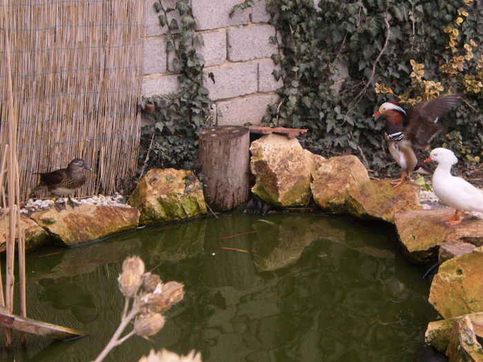 P7230001 - rate mandarine