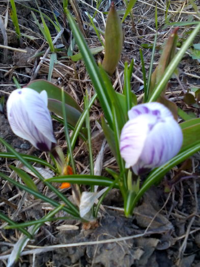 IMG_20150313_175746 - ghiocei si crocusi