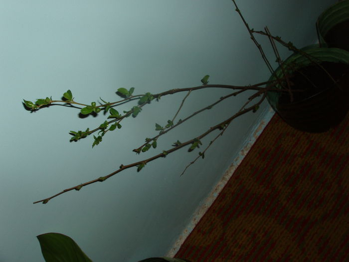 gutui japonez; fire inradacinate de gutui japonez
