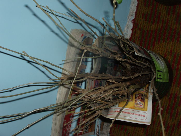 hibiscus de gradina mov; hibiscus de gradina mov
