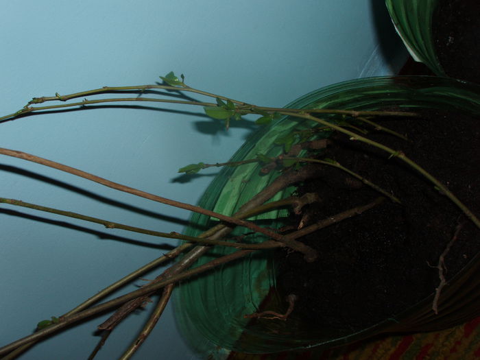 gutui japonez; gutui japonez
