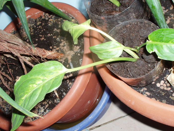 difenbahia; lastari de difenbahia inradacinati
