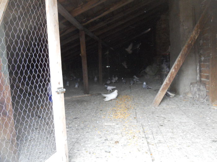 nelu matei 041 - 1866 Nelu Matei