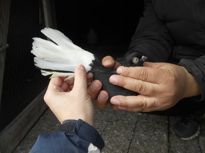 nelu matei 064 - 1866 Nelu Matei