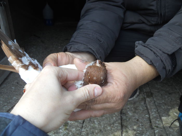 nelu matei 066 - 1866 Nelu Matei