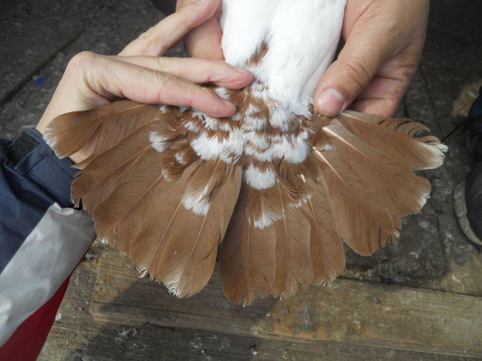 nelu matei 067 - 1866 Nelu Matei