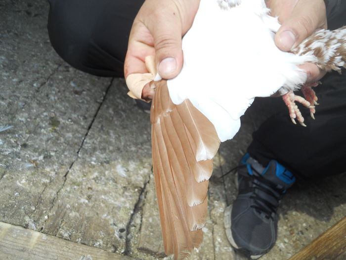 nelu matei 068 - 1866 Nelu Matei