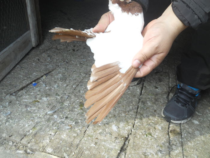 nelu matei 069 - 1866 Nelu Matei